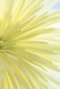 Yellow Chrysanthemum I Poster Print by Kathy Mahan - Item # VARPDXPSMHN883