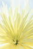 Yellow Chrysanthemum II Poster Print by Kathy Mahan - Item # VARPDXPSMHN884