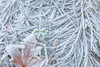 Maple Leaf and Frost II Poster Print by Kathy Mahan - Item # VARPDXPSMHN886
