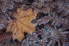 Maple Leaf and Bracken Ferns I Poster Print by Kathy Mahan - Item # VARPDXPSMHN887