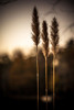 Grasses Trio Poster Print by Glenn Taylor - Item # VARPDXQGTRC178