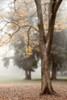 Park 3 Poster Print by Dianne Poinski - Item # VARPDXQPDRC027