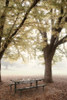 Park 4 Poster Print by Dianne Poinski - Item # VARPDXQPDRC028