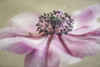 Anemone Poster Print by Dianne Poinski - Item # VARPDXQPDRC040