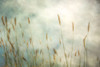 Dune Grass 2 Poster Print by Dianne Poinski - Item # VARPDXQPDRC053