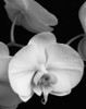 White Orchid 1 Poster Print by Dianne Poinski - Item # VARPDXQPDRC11401
