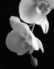 White Orchid 2 Poster Print by Dianne Poinski - Item # VARPDXQPDRC11402