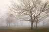 Trees in Fog 1 Poster Print by Dianne Poinski - Item # VARPDXQPDRC11950
