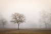 Trees in Fog 2 Poster Print by Dianne Poinski - Item # VARPDXQPDRC11951