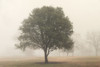 Trees in Fog 6 Poster Print by Dianne Poinski - Item # VARPDXQPDRC11955