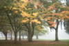 The Meadow 3 Poster Print by Dianne Poinski - Item # VARPDXQPDRC13273