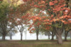 The Meadow 4 Poster Print by Dianne Poinski - Item # VARPDXQPDRC13274