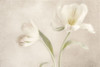 Whispering White I Poster Print by Dianne Poinski - Item # VARPDXQPDRC1401
