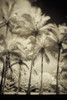 White Palms 1 Poster Print by Dianne Poinski - Item # VARPDXQPDRC7901