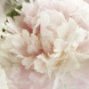 Peony 1 Poster Print by Dianne Poinski - Item # VARPDXQPDSQ003A