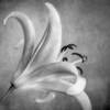 Black and White Lily 5 Poster Print by Dianne Poinski - Item # VARPDXQPDSQ005D1
