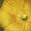 Yellow Poppy 2 Poster Print by Dianne Poinski - Item # VARPDXQPDSQ007B