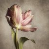 Pink Tulip 1 Poster Print by Dianne Poinski - Item # VARPDXQPDSQ018A