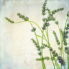 Lavender 2 Poster Print by Dianne Poinski - Item # VARPDXQPDSQ035A