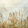 Bluff Grass 1 Poster Print by Dianne Poinski - Item # VARPDXQPDSQ044A