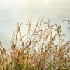 Bluff Grass 2 Poster Print by Dianne Poinski - Item # VARPDXQPDSQ044B