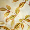 Golden Leaves 2 Poster Print by Dianne Poinski - Item # VARPDXQPDSQ045B