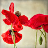 Red Poppies 1 Poster Print by Dianne Poinski - Item # VARPDXQPDSQ047A