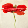 Red Poppy 2 Poster Print by Dianne Poinski - Item # VARPDXQPDSQ047B