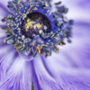 Spring anemone I Poster Print by Dianne Poinski - Item # VARPDXQPDSQ064A