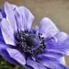 Spring Anemone IV Poster Print by Dianne Poinski - Item # VARPDXQPDSQ064C