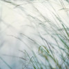 Bluff Grass I Poster Print by Dianne Poinski - Item # VARPDXQPDSQ066A