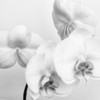 Simply Orchids 2 Poster Print by Dianne Poinski - Item # VARPDXQPDSQ10932