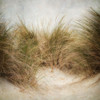 Beach Grasses 1 Poster Print by Dianne Poinski - Item # VARPDXQPDSQ13281