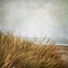 Beach Grasses 4 Poster Print by Dianne Poinski - Item # VARPDXQPDSQ13284