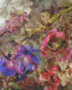 Floral Meeting 2 Poster Print by Smith Haynes - Item # VARPDXSHRC380B Floral Meeting 2 Poster Print by Smith Haynes - Item # VARPDXSHRC380B