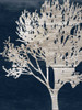Contemporary Indigo Garden Poster Print by Sheldon Lewis - Item # VARPDXSLBRC328D1