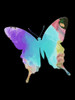 Butterfly Watercolor Poster Print by Sheldon Lewis - Item # VARPDXSLBRC343B
