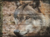 Alfa Wolf 2 Poster Print by Sheldon Lewis - Item # VARPDXSLBRC356B