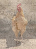 Traveling Rooster Poster Print by Sheldon Lewis - Item # VARPDXSLBRC432A