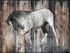Farm Horse Poster Print by Sheldon Lewis - Item # VARPDXSLBRC449A