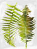 Tropic Spring Poster Print by Sheldon Lewis - Item # VARPDXSLBRC461A