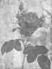 Black Rose In My Garden Poster Print by Sheldon Lewis - Item # VARPDXSLBRC569A