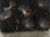 Drifting In the wind 2 Poster Print by Sheldon Lewis - Item # VARPDXSLBRC592B