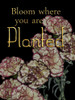 Full Bloom Poster Print by Sheldon Lewis - Item # VARPDXSLBRC746A