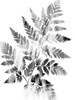 Faded Fern Poster Print by Sheldon Lewis - Item # VARPDXSLBRC768A