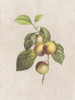 Fruity Botanic 3 Poster Print by Sheldon Lewis - Item # VARPDXSLBRC804C