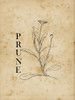 Prune Poster Print by Sheldon Lewis - Item # VARPDXSLBRC867C