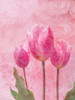 Tulip Love 1 Poster Print by Sheldon Lewis - Item # VARPDXSLBRC871A