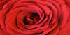 Heart Of The Rose Poster Print by Sheldon Lewis - Item # VARPDXSLBRN093A