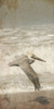 Fly By The Coast Poster Print by Sheldon Lewis - Item # VARPDXSLBRN113A